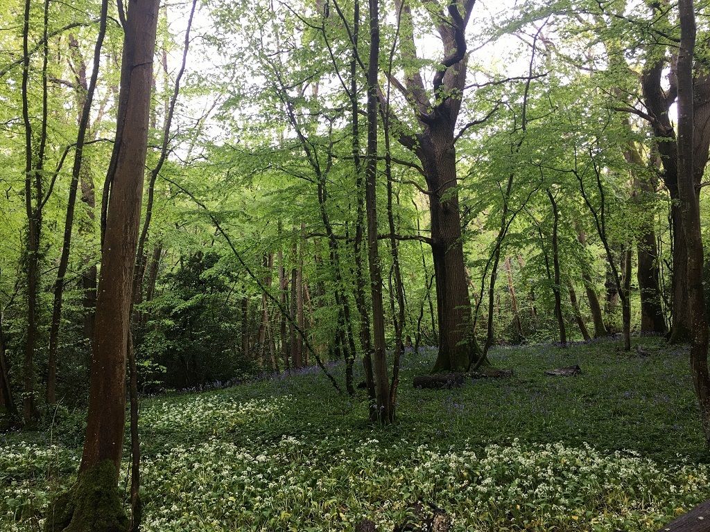 Woodland walks close by.